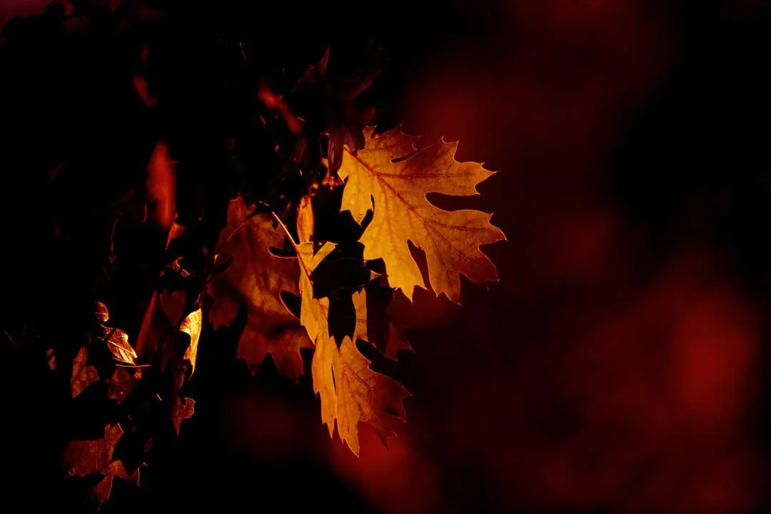 The Leaves in under the sunset light in Autumn.