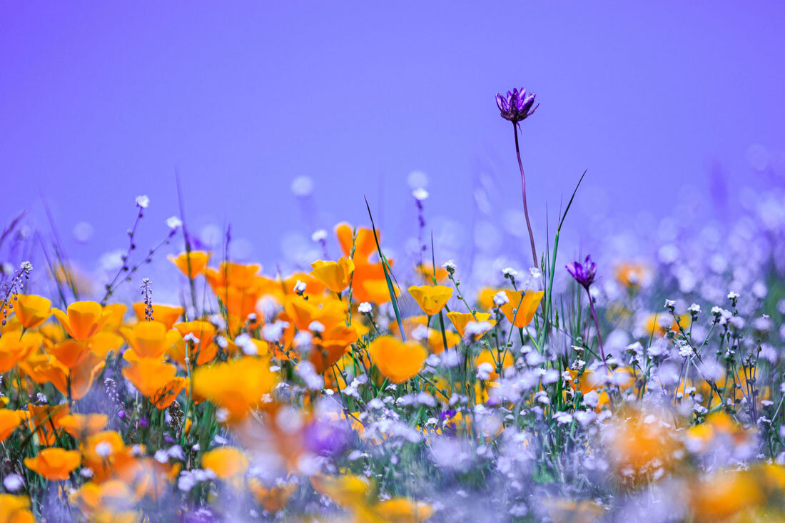 The Wonder of Spring 4 of 6