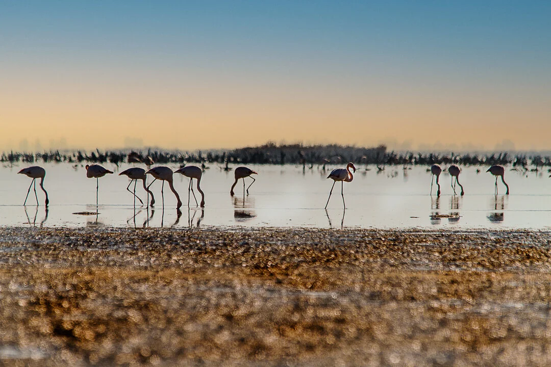Flamingos 01 - BUY PRINT