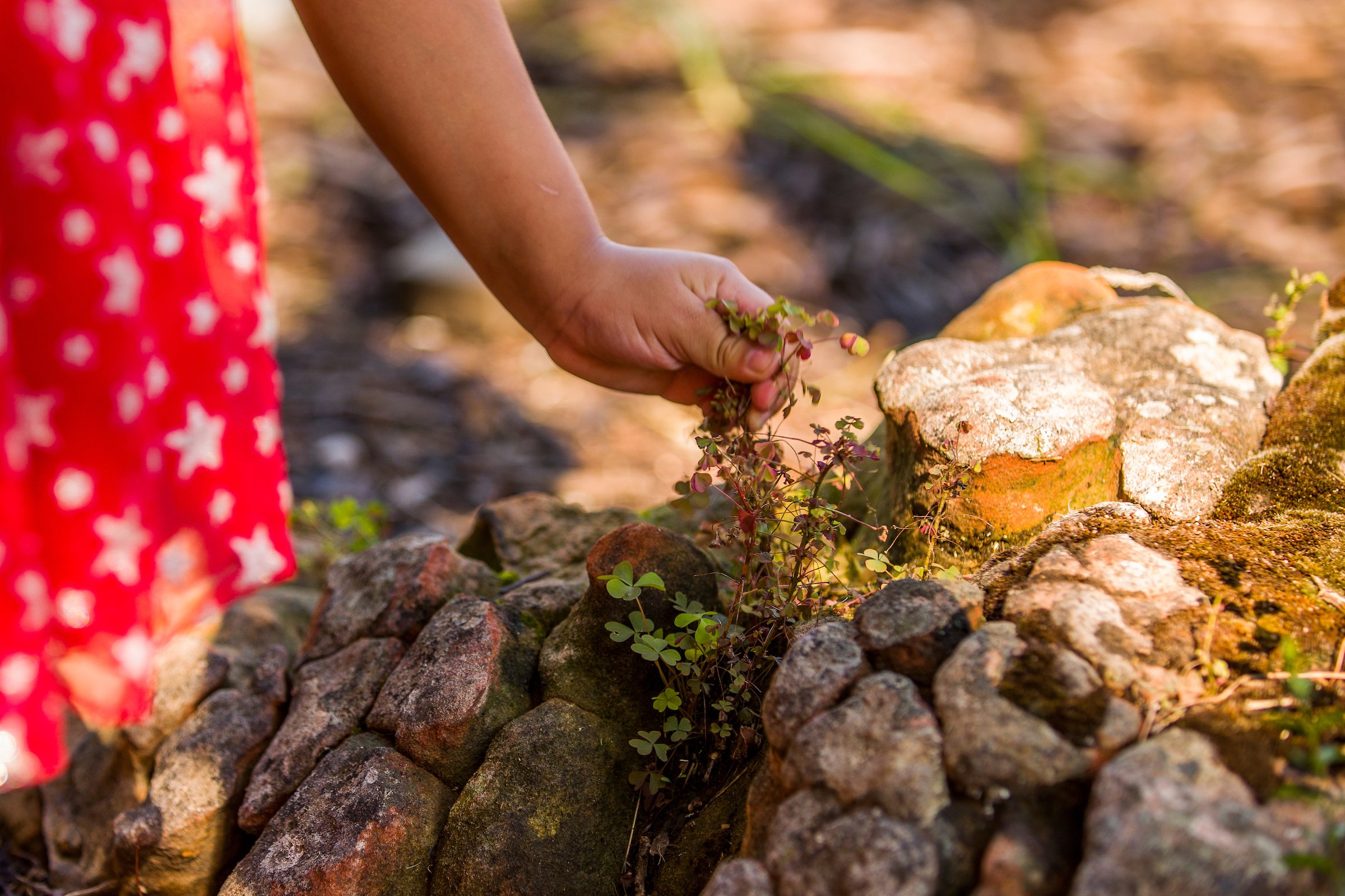 young girl picking wild flowers next to a rock in an outdoor classroom
