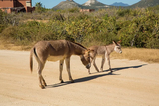 exploring-east-cape_8A-Donkeys-.jpg