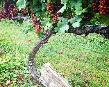 Afton_Mountain_vineyards_1_ripe_grapes_vine_image_medium.jpg