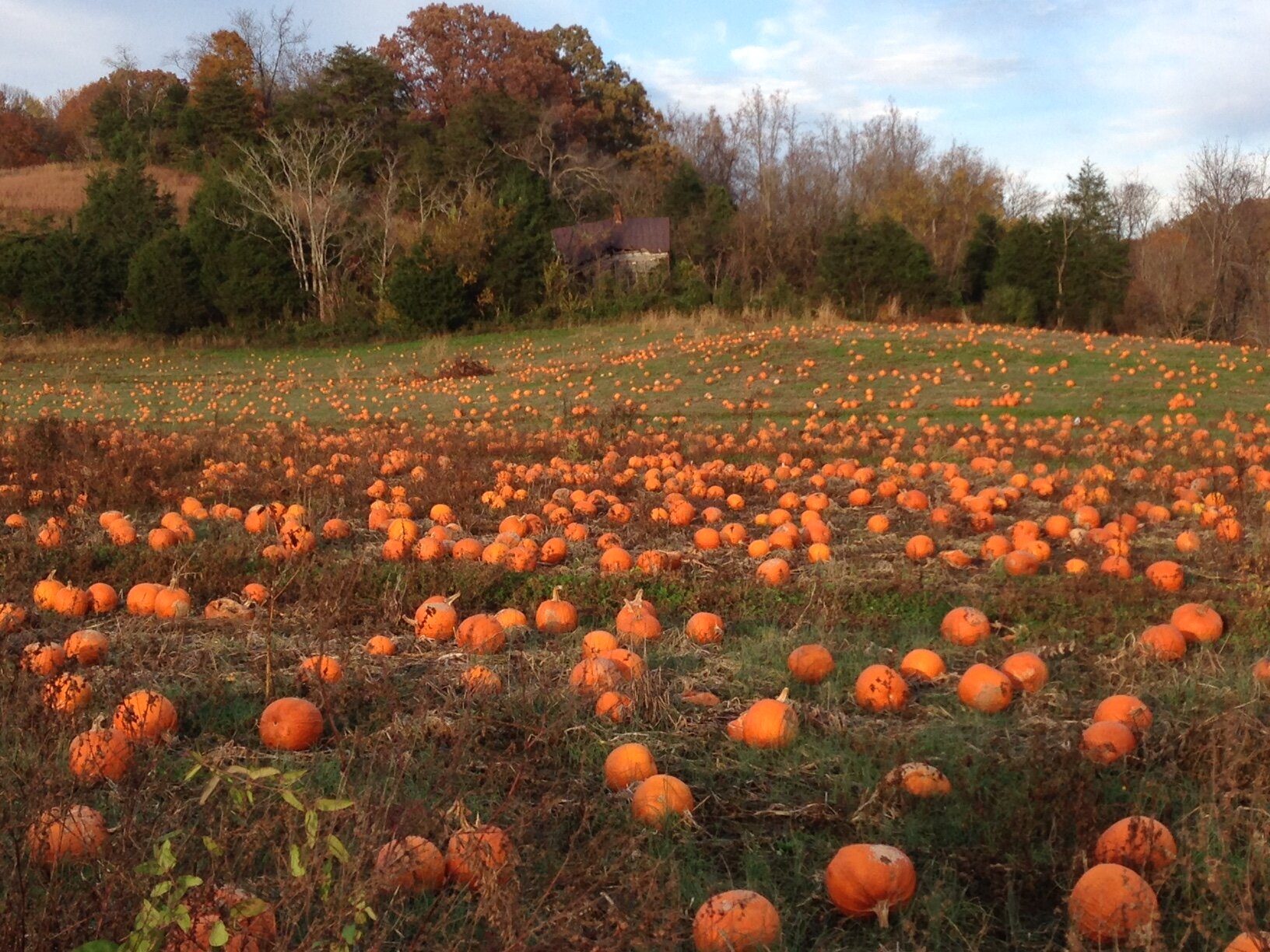 Pumpkin Field Oct. 2015.jpg