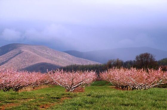 Saunders Peach Trees in Bloom.jpg