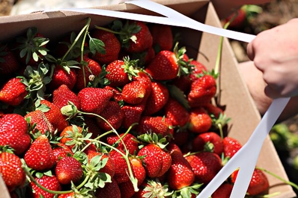 Critzer strawberries.jpg