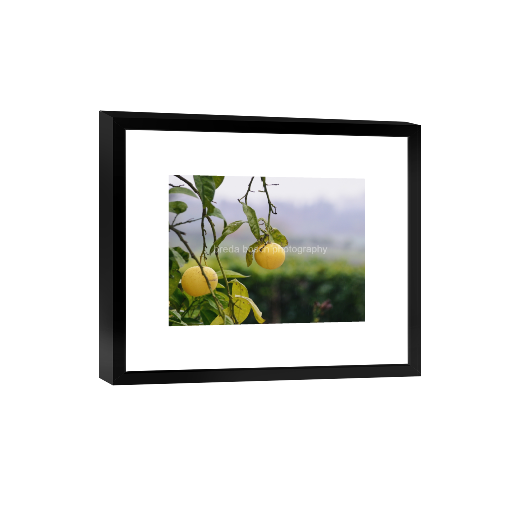 ptq_45_5_372_0_3969_2977_0_false_ffffff_0_0_f3d25a5e6ac3a244f00e90bca9f5868b.png