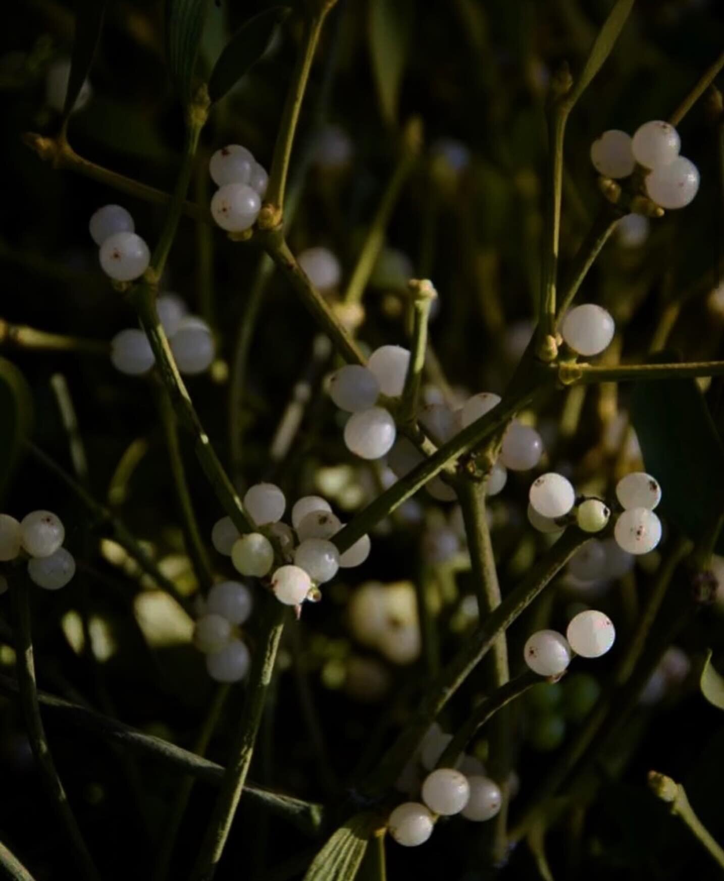 Did you know that Mistletoes are parasitic plants of the families Loranthaceae, Misodendraceae, and Santalaceae. The many species of mistletoe are slow-growing but persistent, and they are pests of many ornamental, timber, and crop trees.