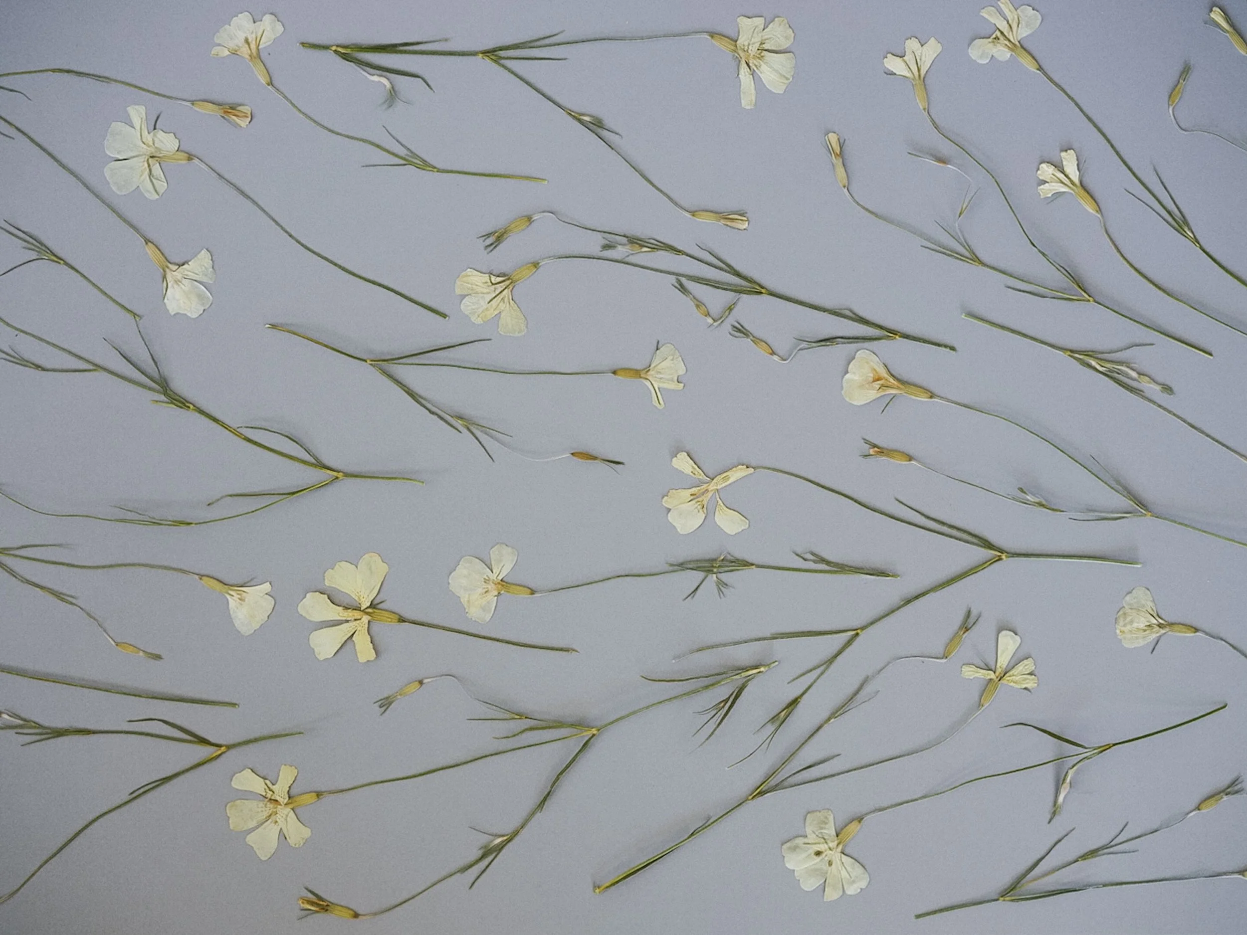 Multiple small white flowers with thin green stems scattered on a gray surface.