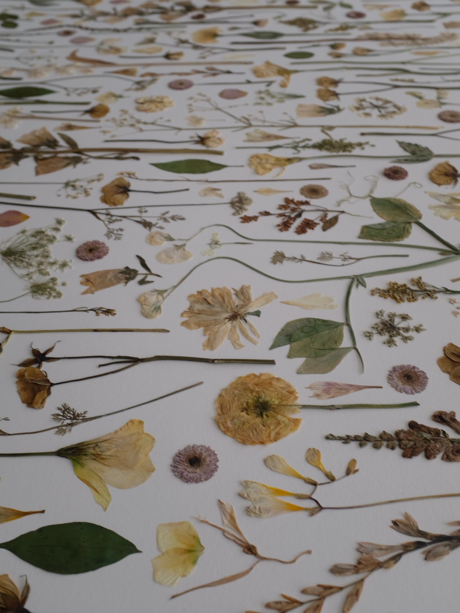 Arrangement of assorted dried flowers and leaves laid out on white paper.