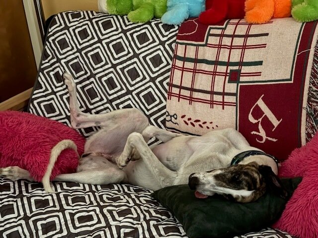 Bailey_image0.jpeg