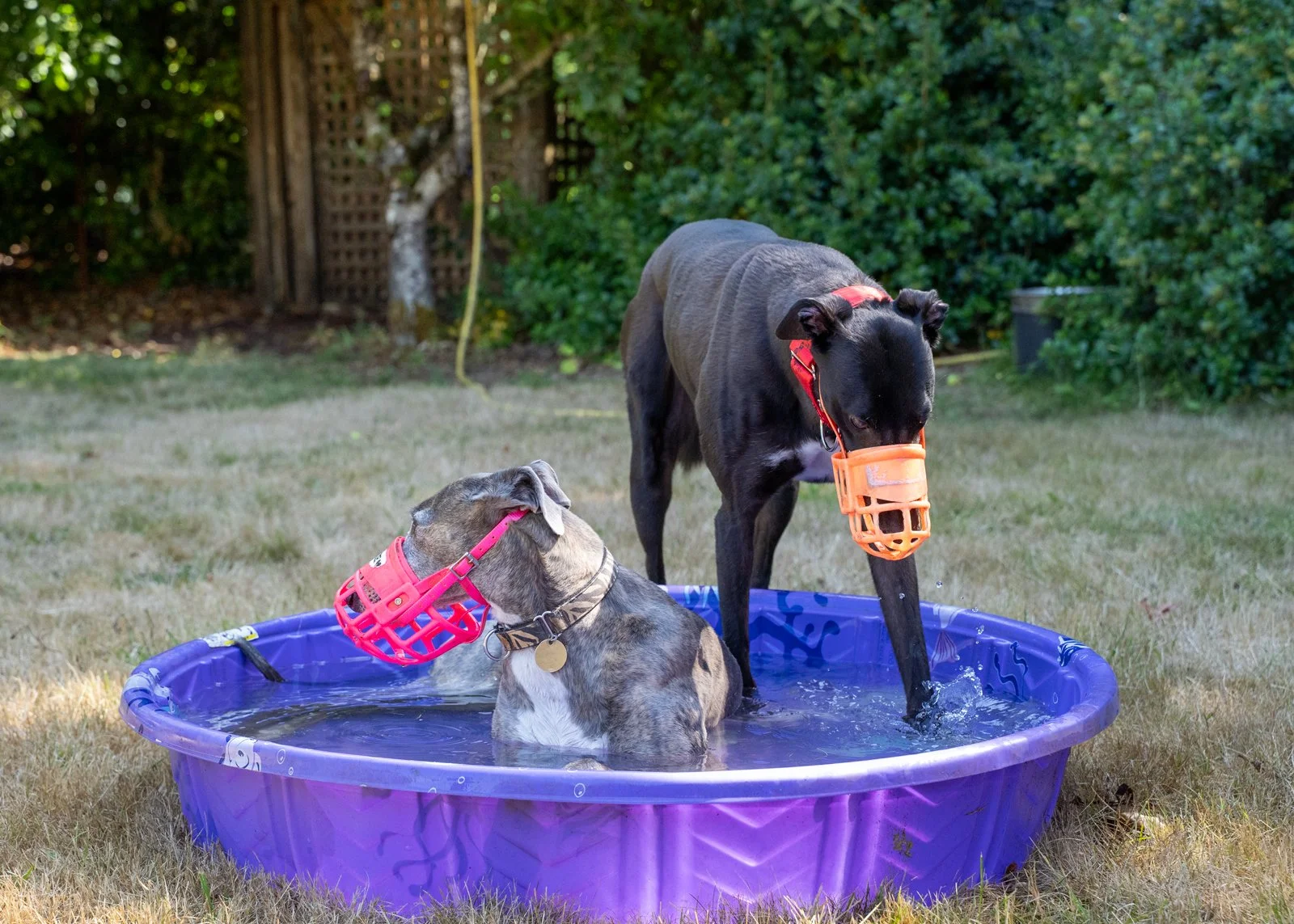 July Playdate/Hound Wash