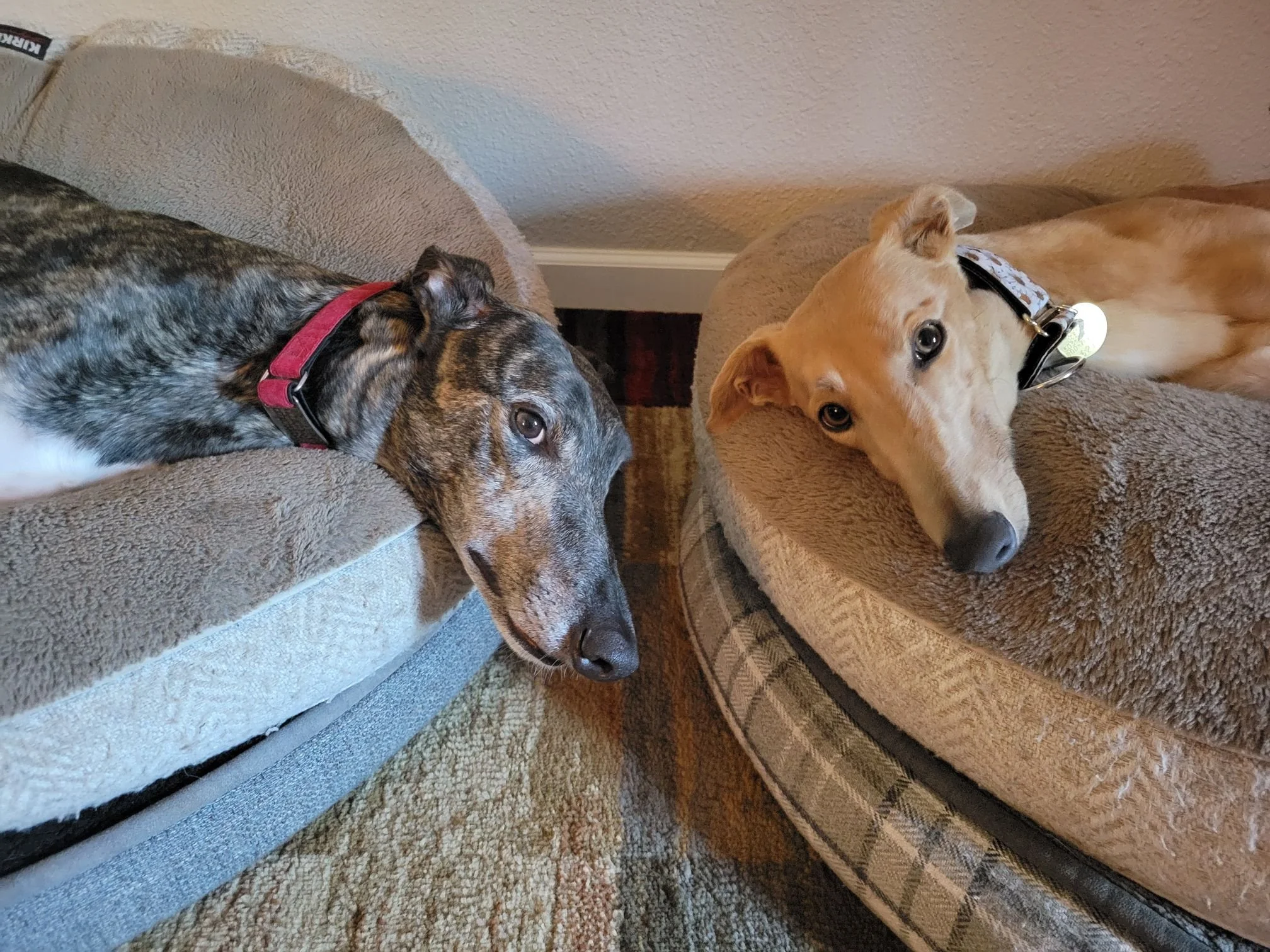 chiquita-friend.jpg