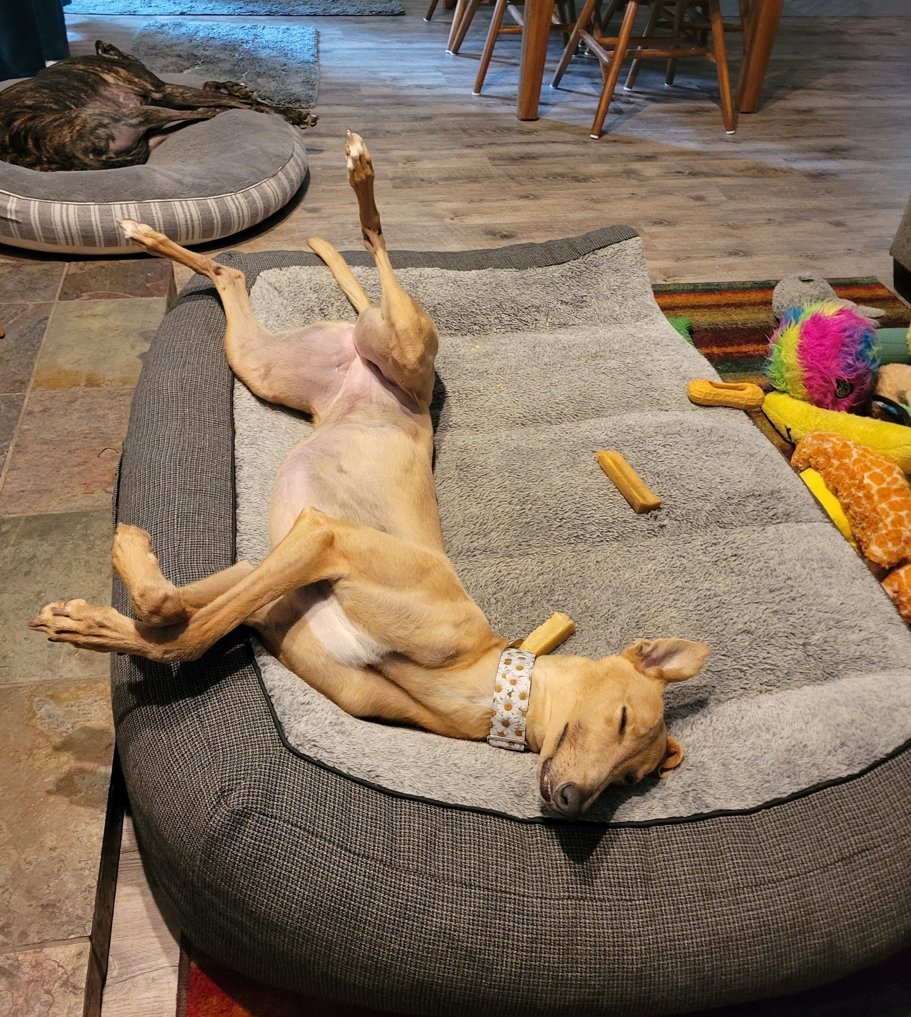 chiquita-roach.jpg