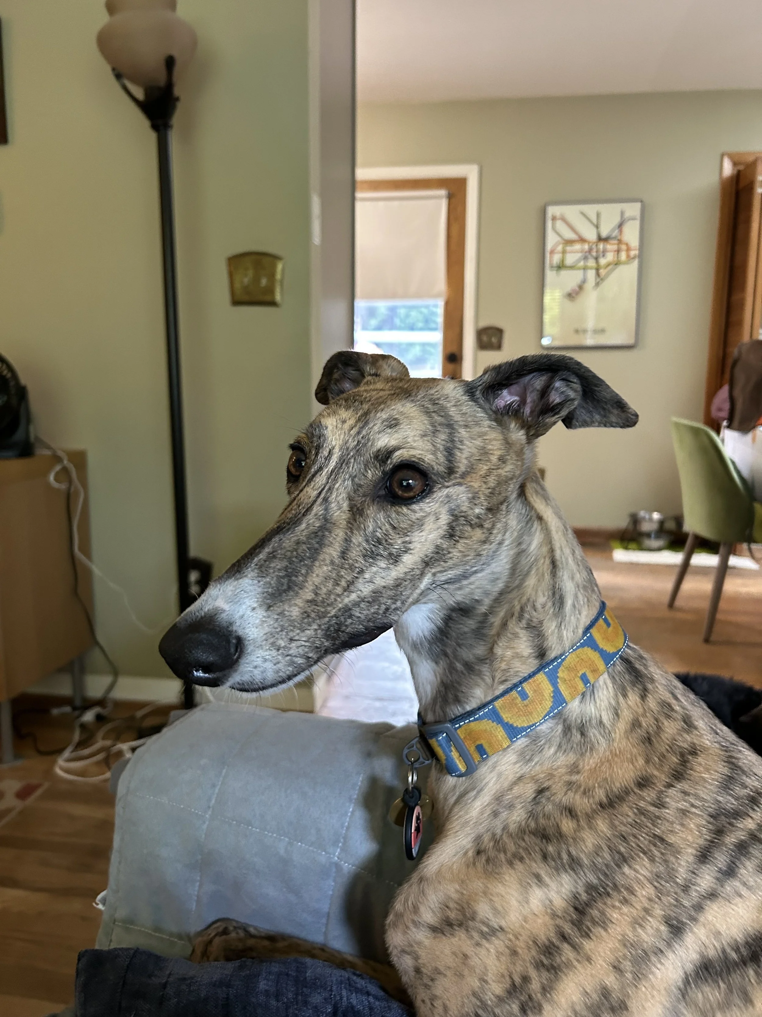 stella1.jpg
