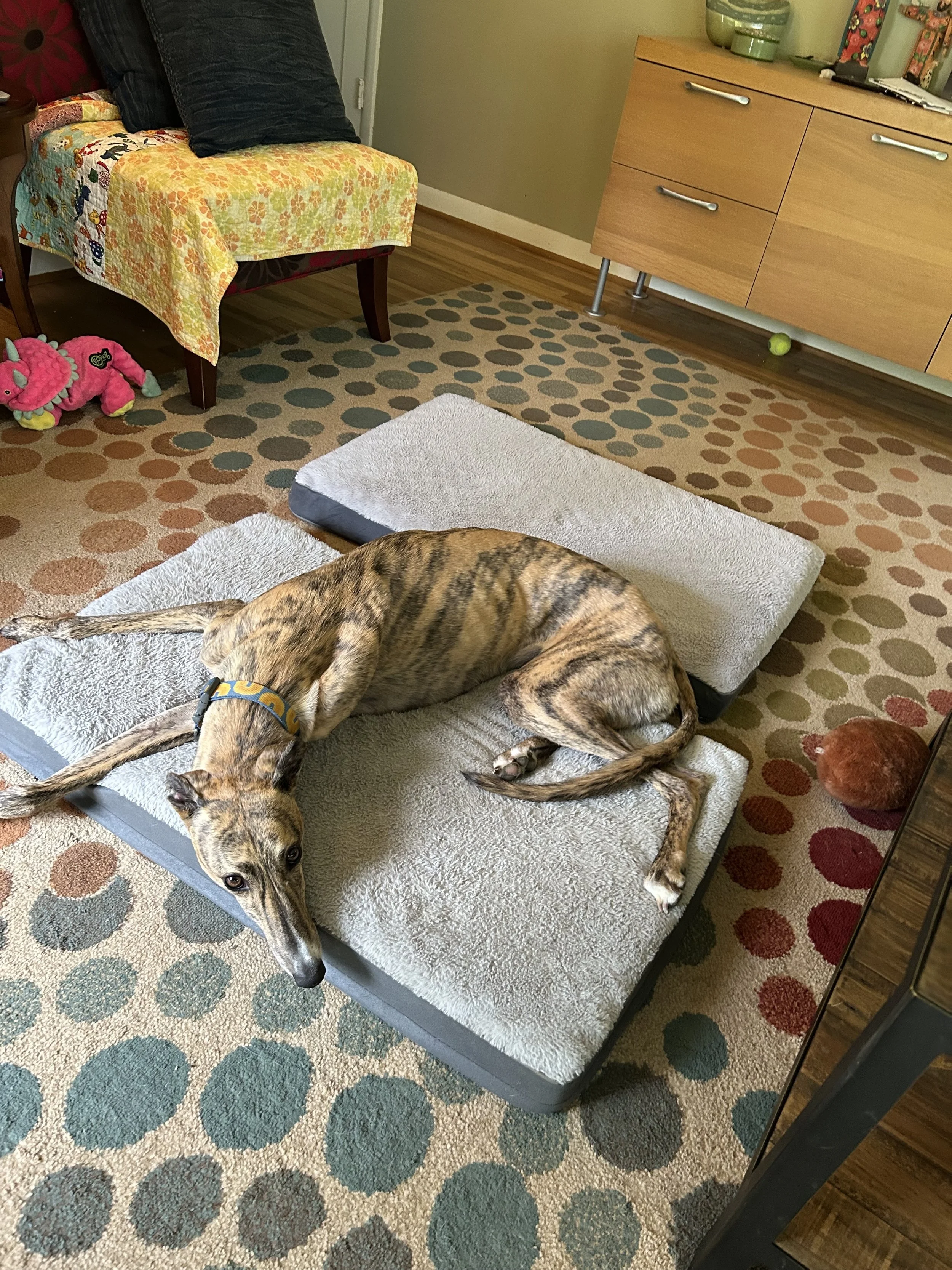 stella2.jpg