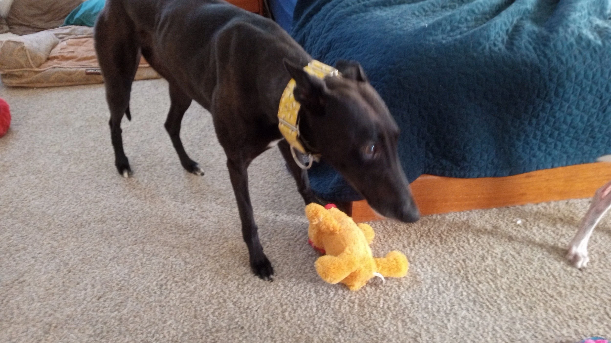 Cassie Duck.jpg