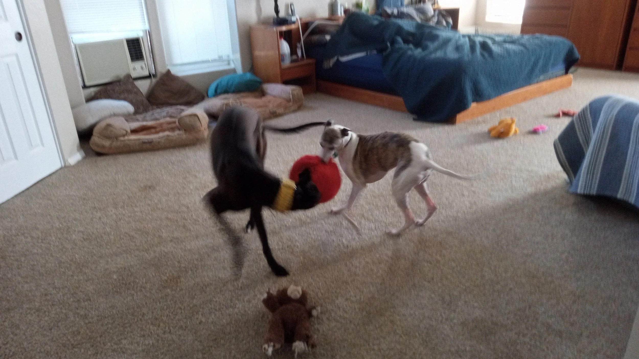 Flash & Cassie play.jpg