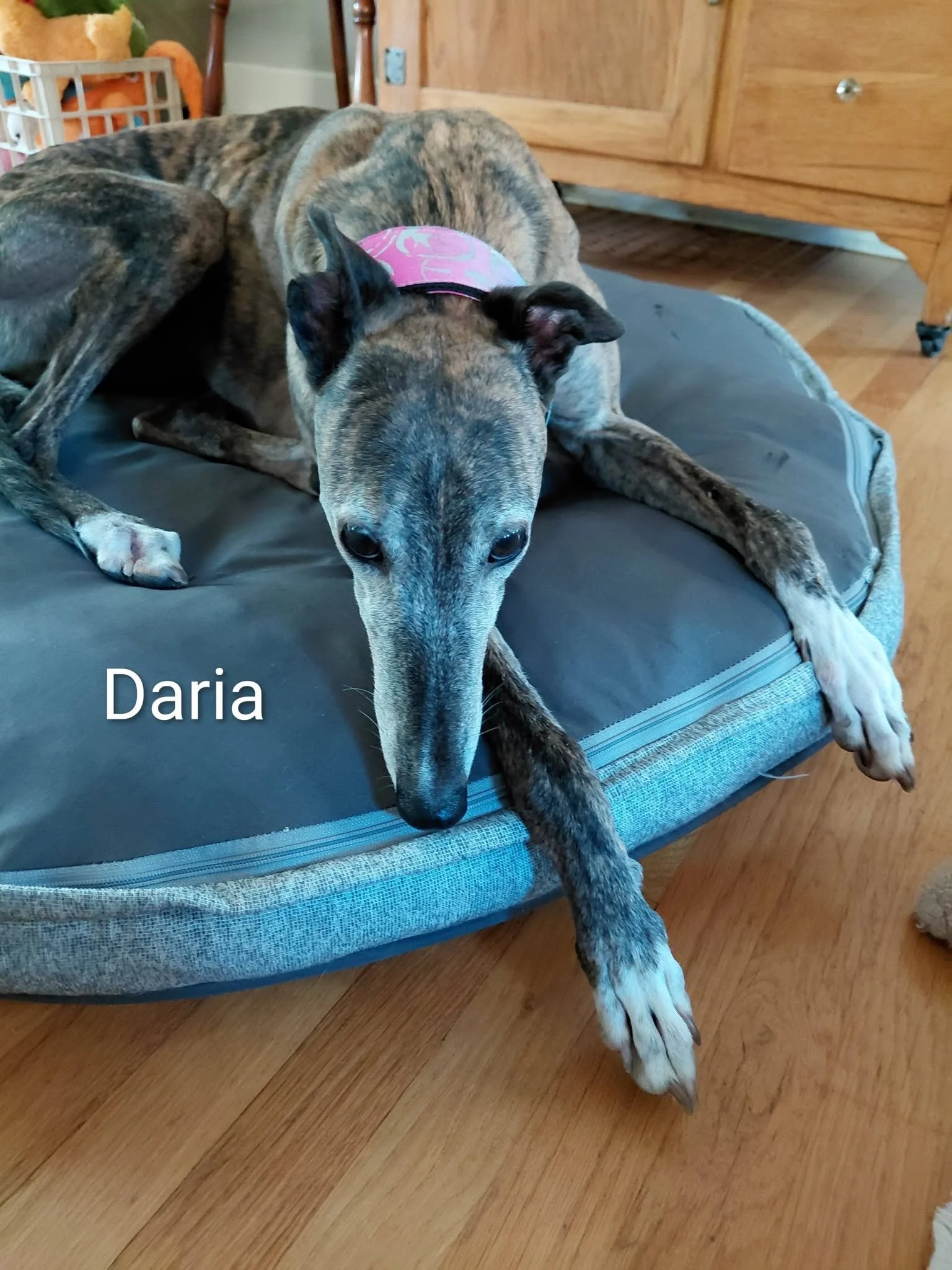 Daria3.jpg