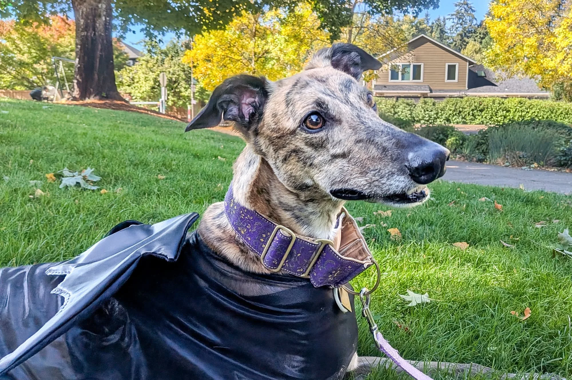 GPA Howl-o-ween