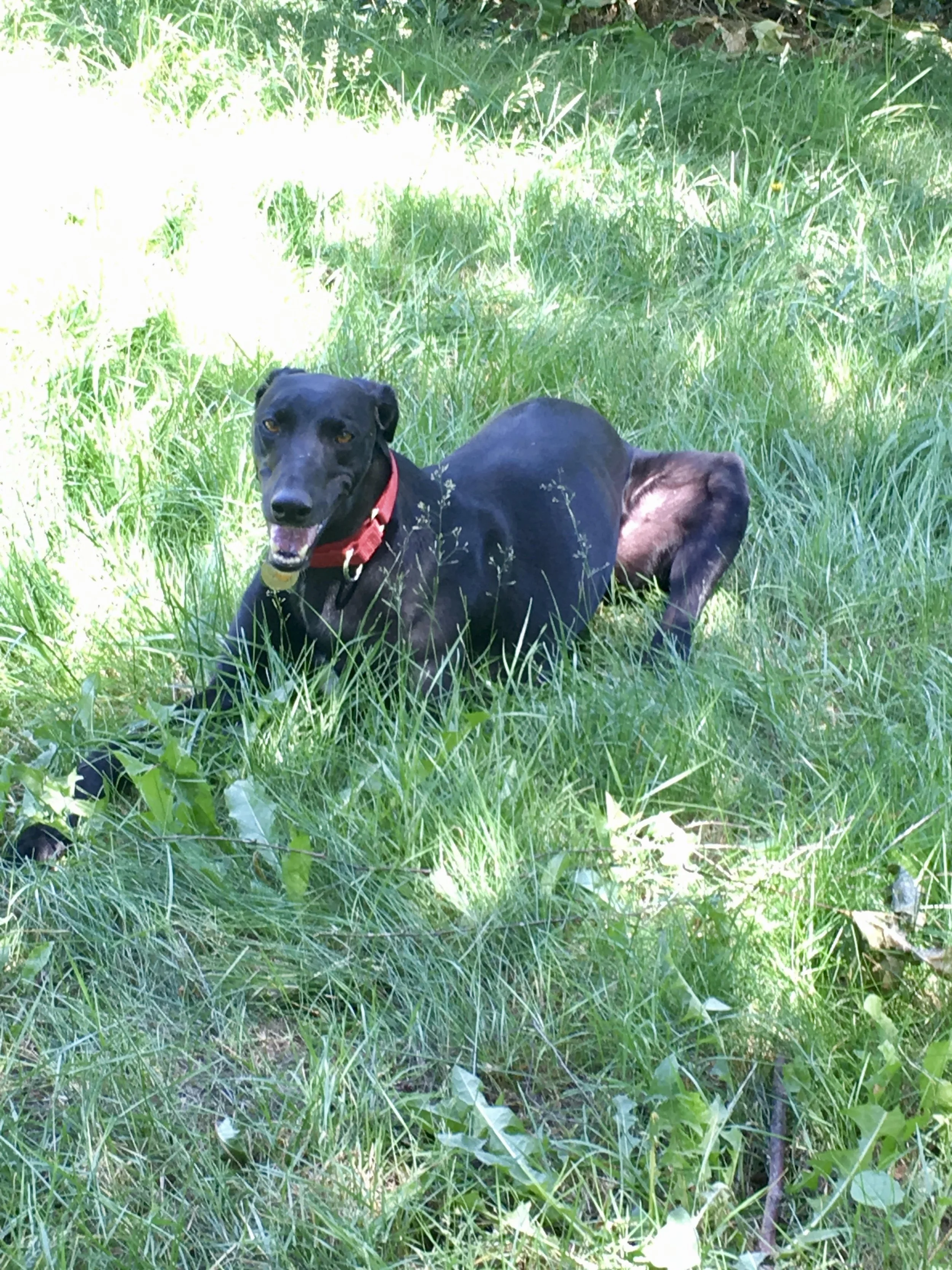 Wendy's first foster, Sandy