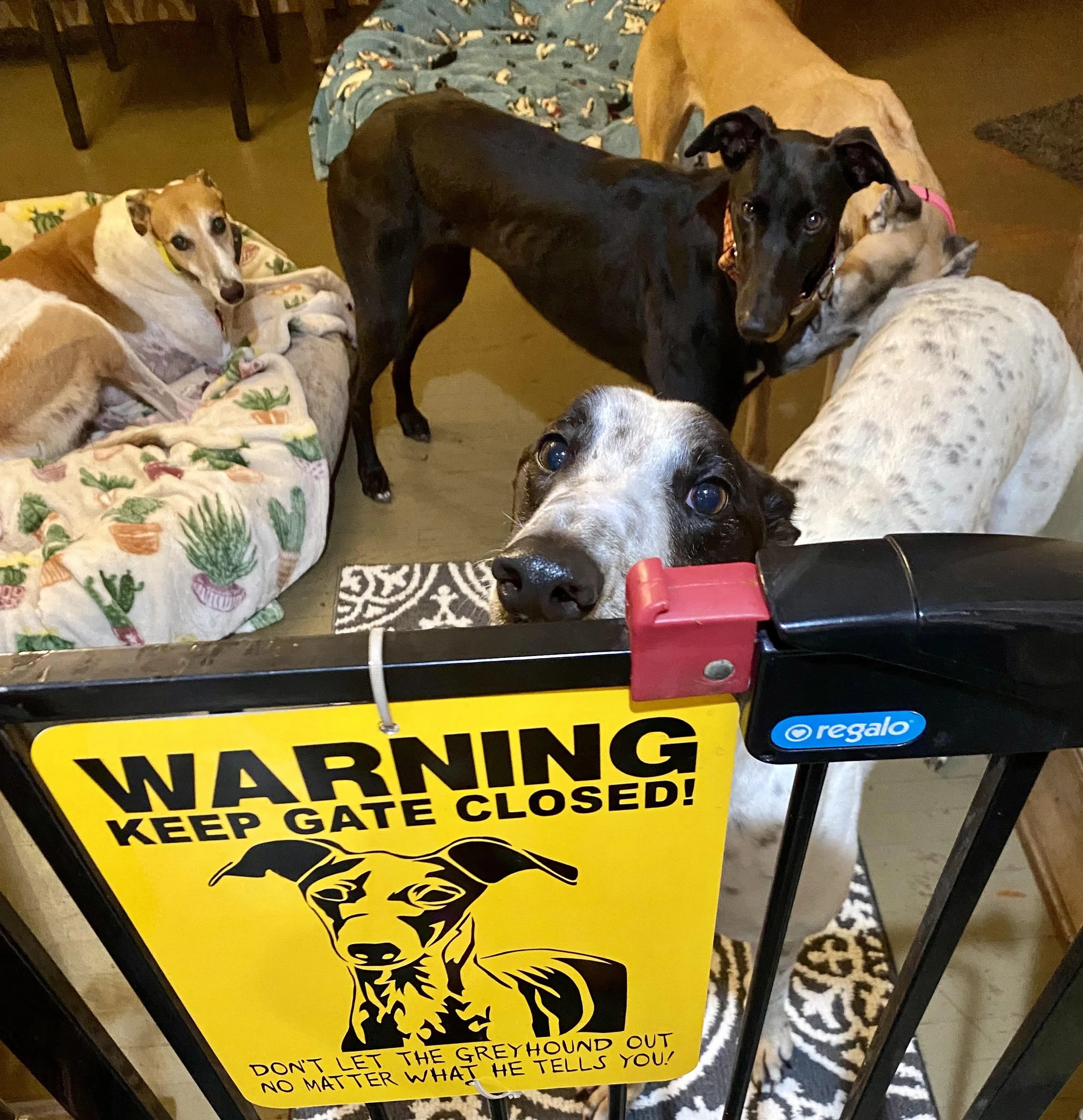 Mose, Munch &amp; Intake fosters Naya and Al 