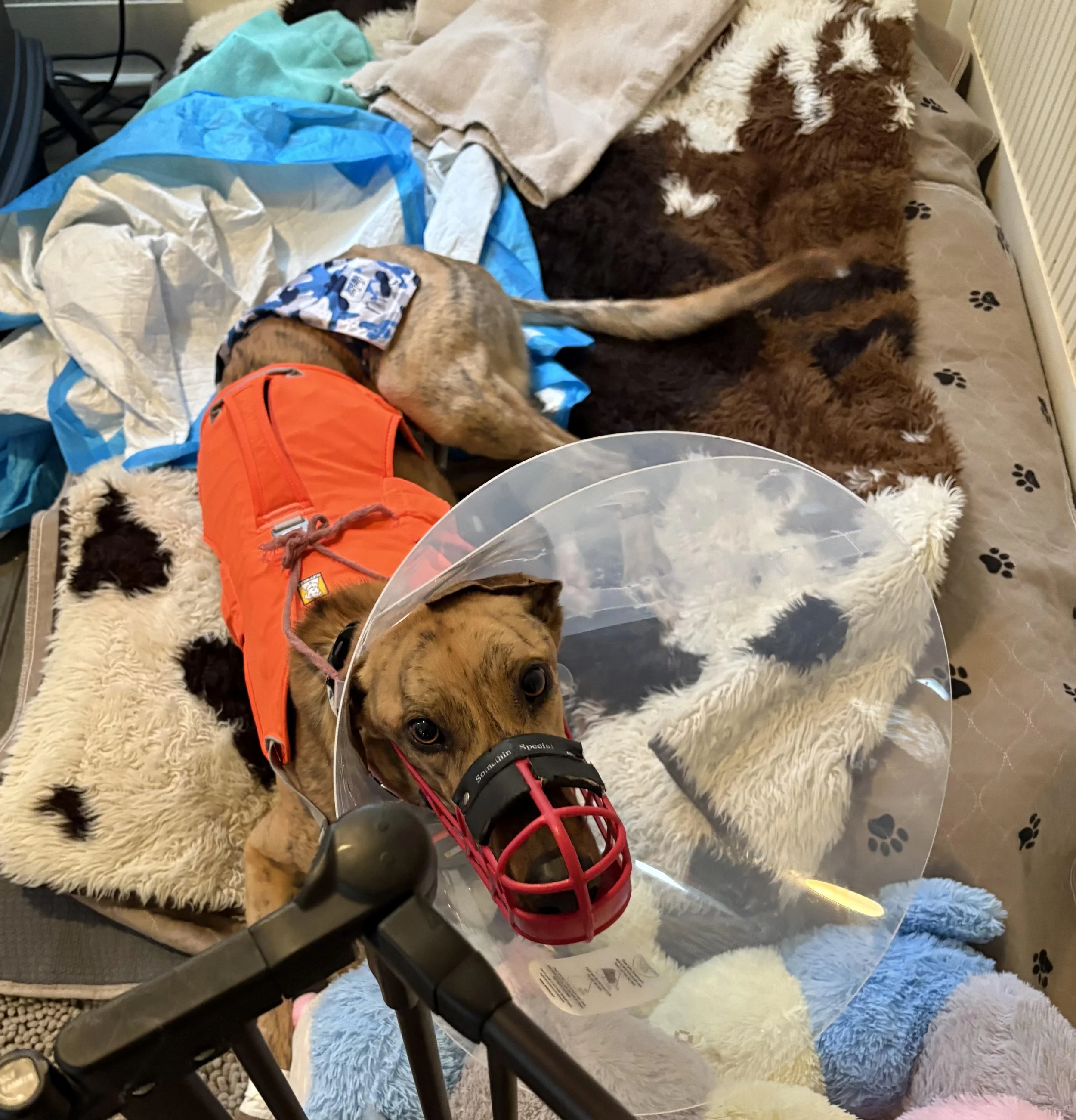 Nate recovering from dewclaw surgery