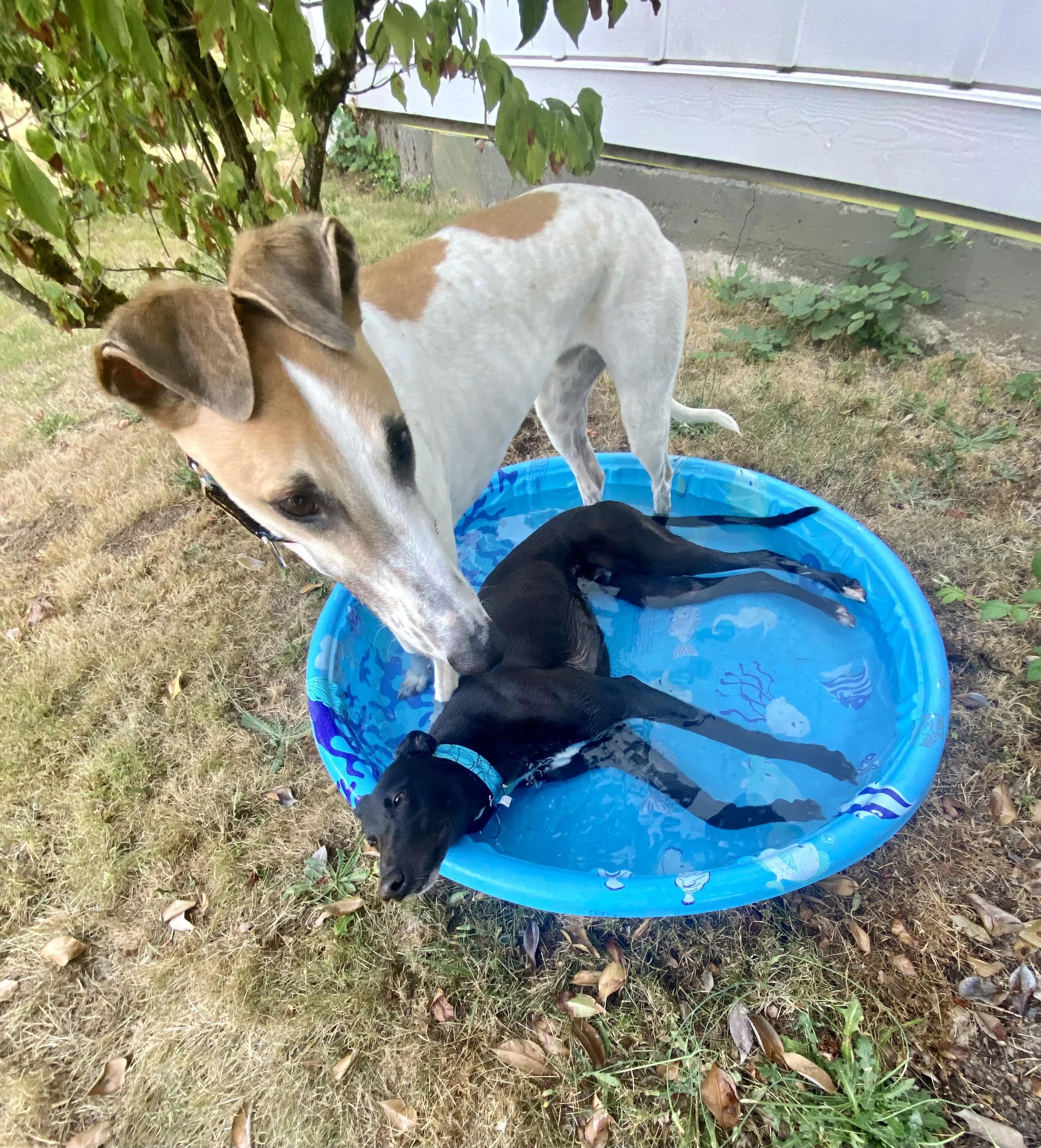 Sonic (standing) and Benji 