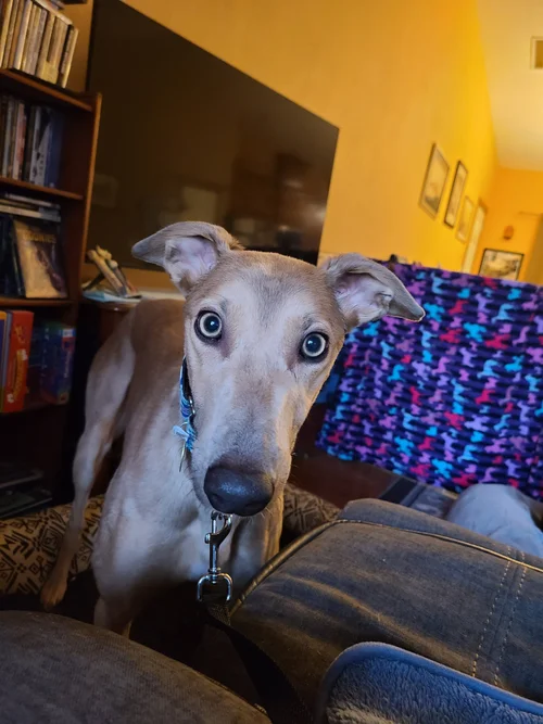 General 1 — Greyhound Pet Adoption Northwest