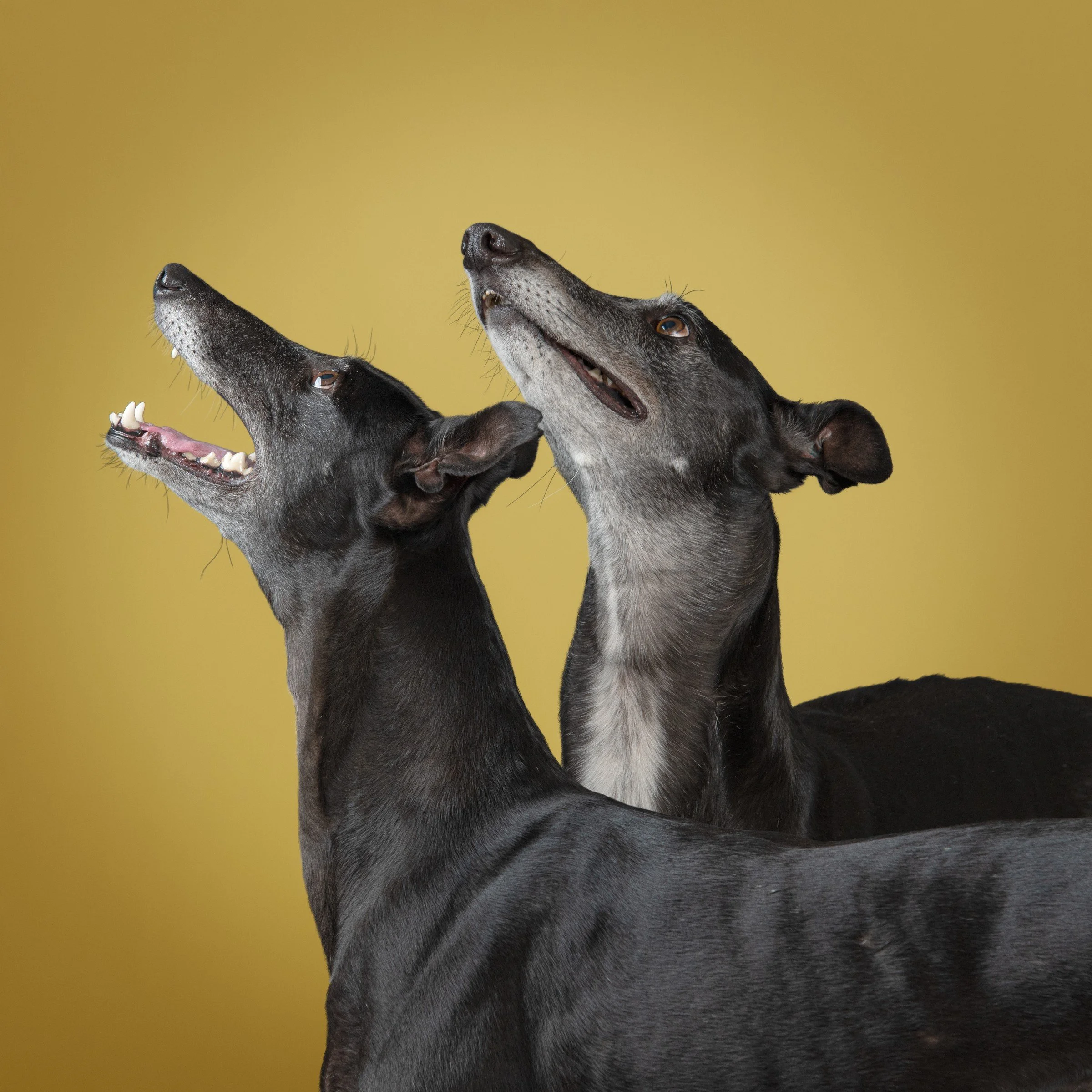 8. August - Tilly & Willow.jpg