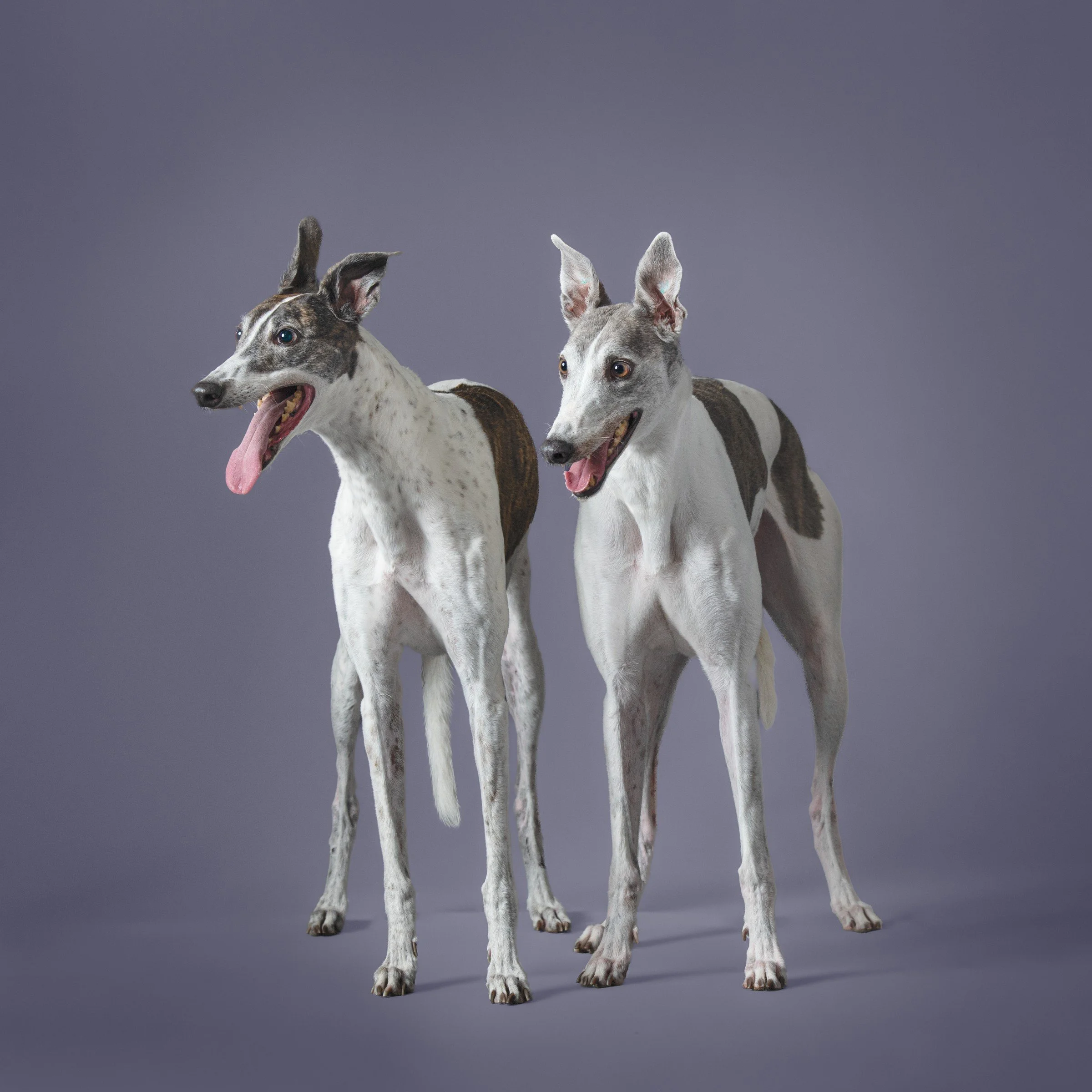 11. November-Grace & Indie.jpg