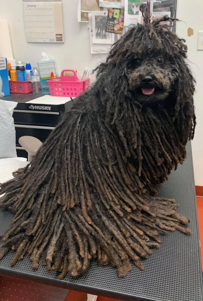 Perky Poodle Grooming and Boutique