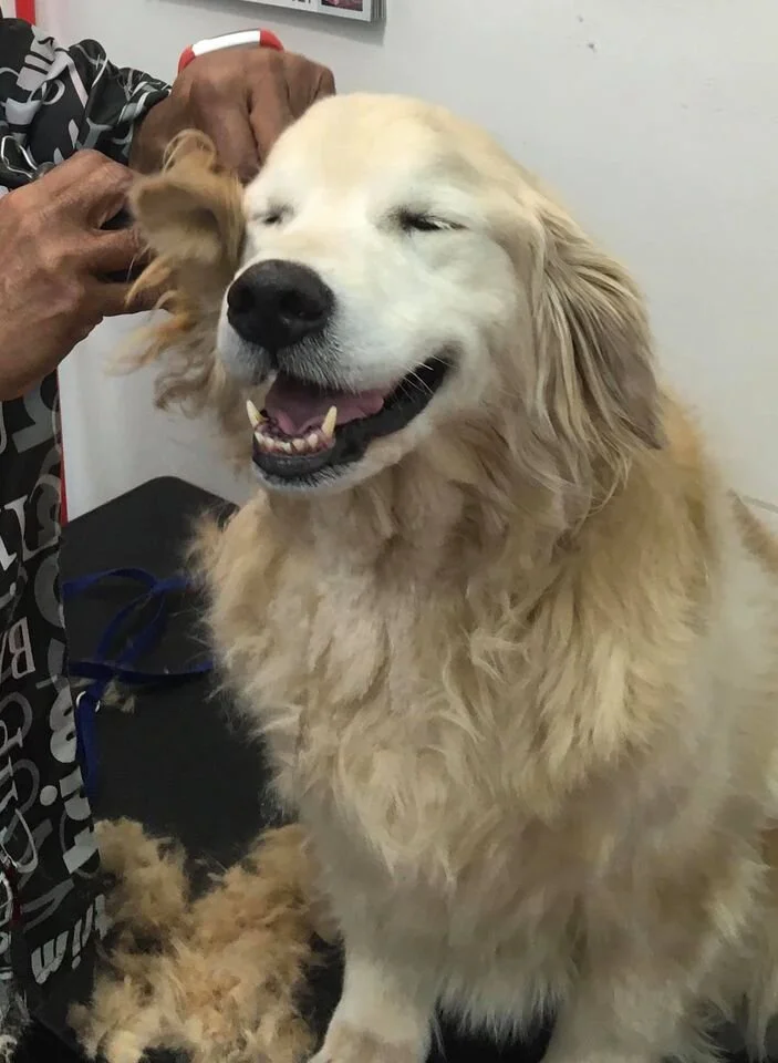 Perky Poodle Grooming and Boutique