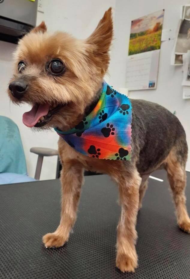yorkie.jpg