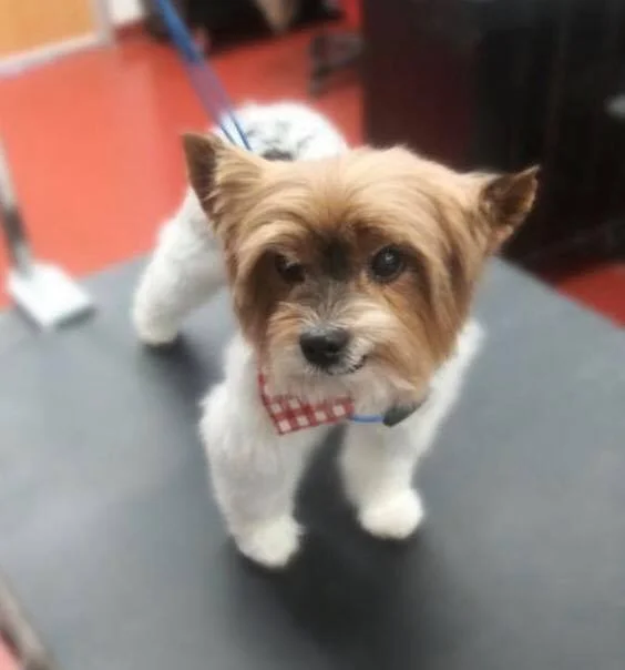 yorkie2.jpg