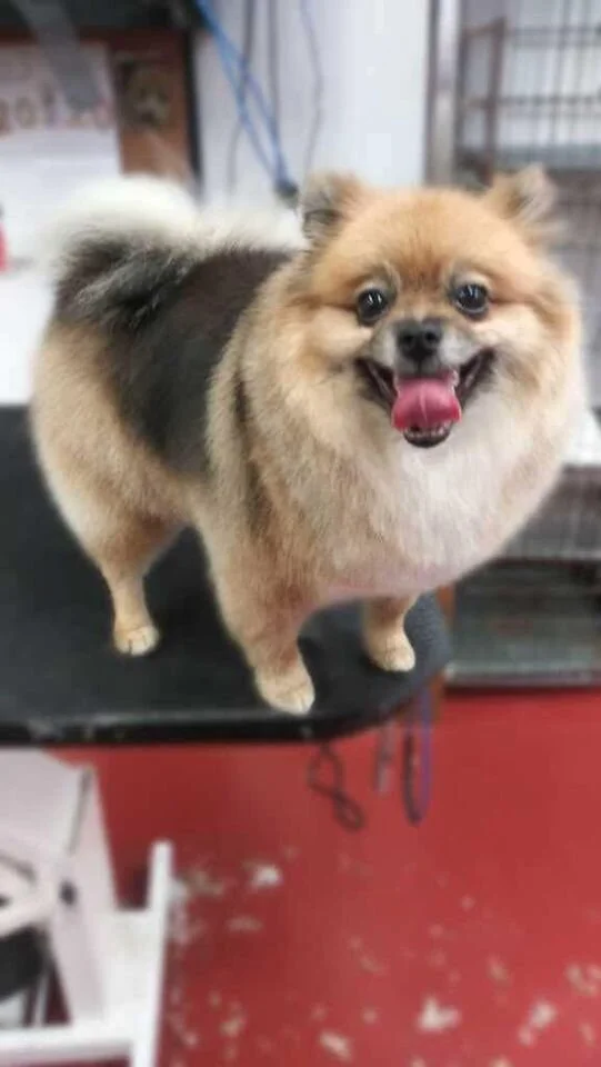 Pom.jpg