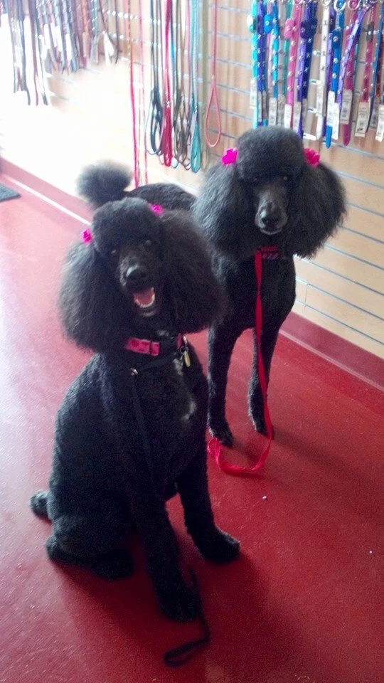 Poodles Std x2.jpeg