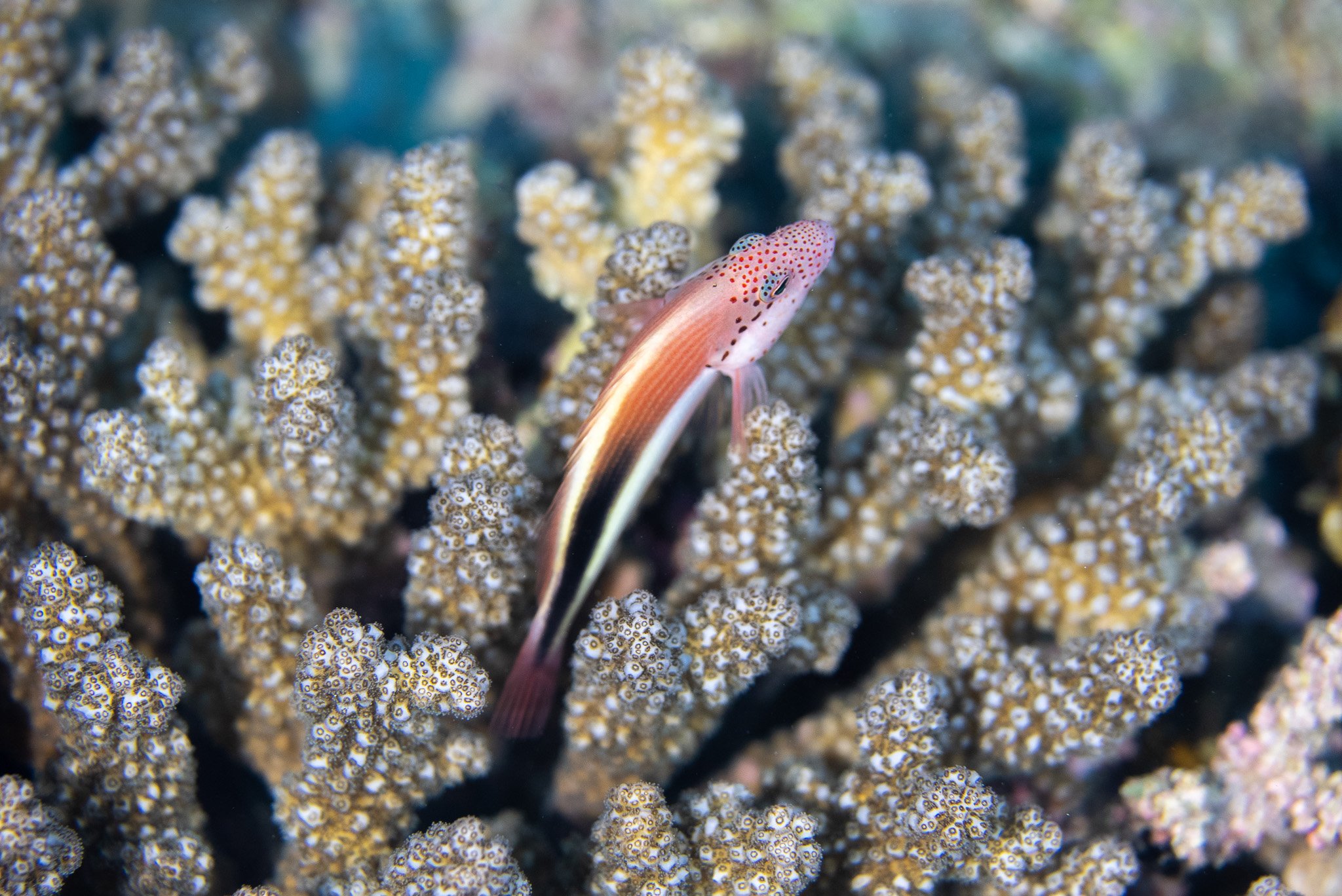 MAL Anemone Fish-2.jpg