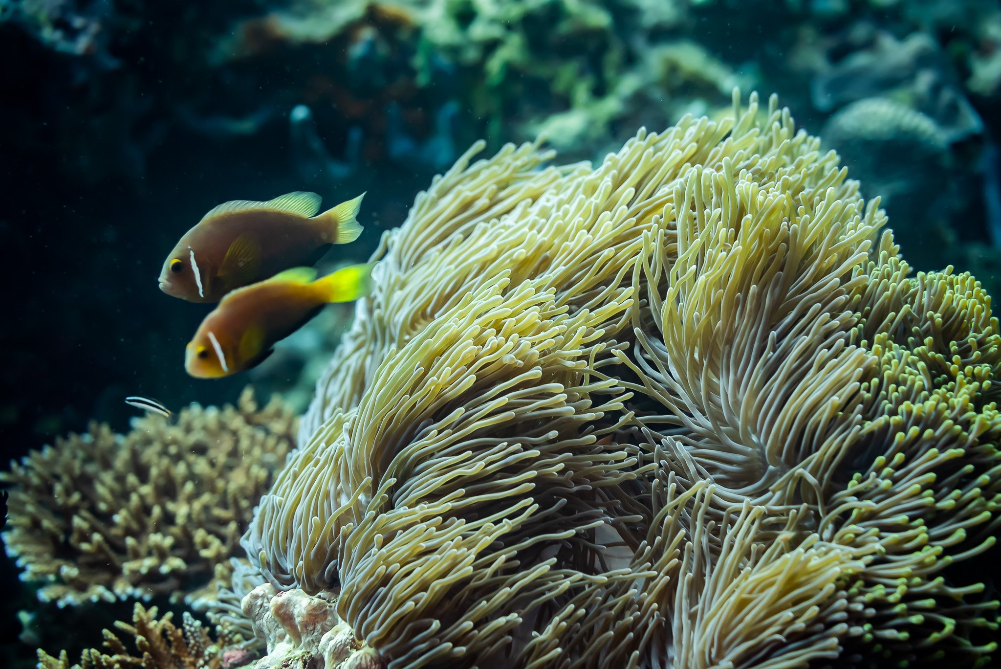 MAL Anemone Fish.jpg