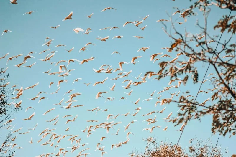 Cockatoos flying overhead in remote South Australia