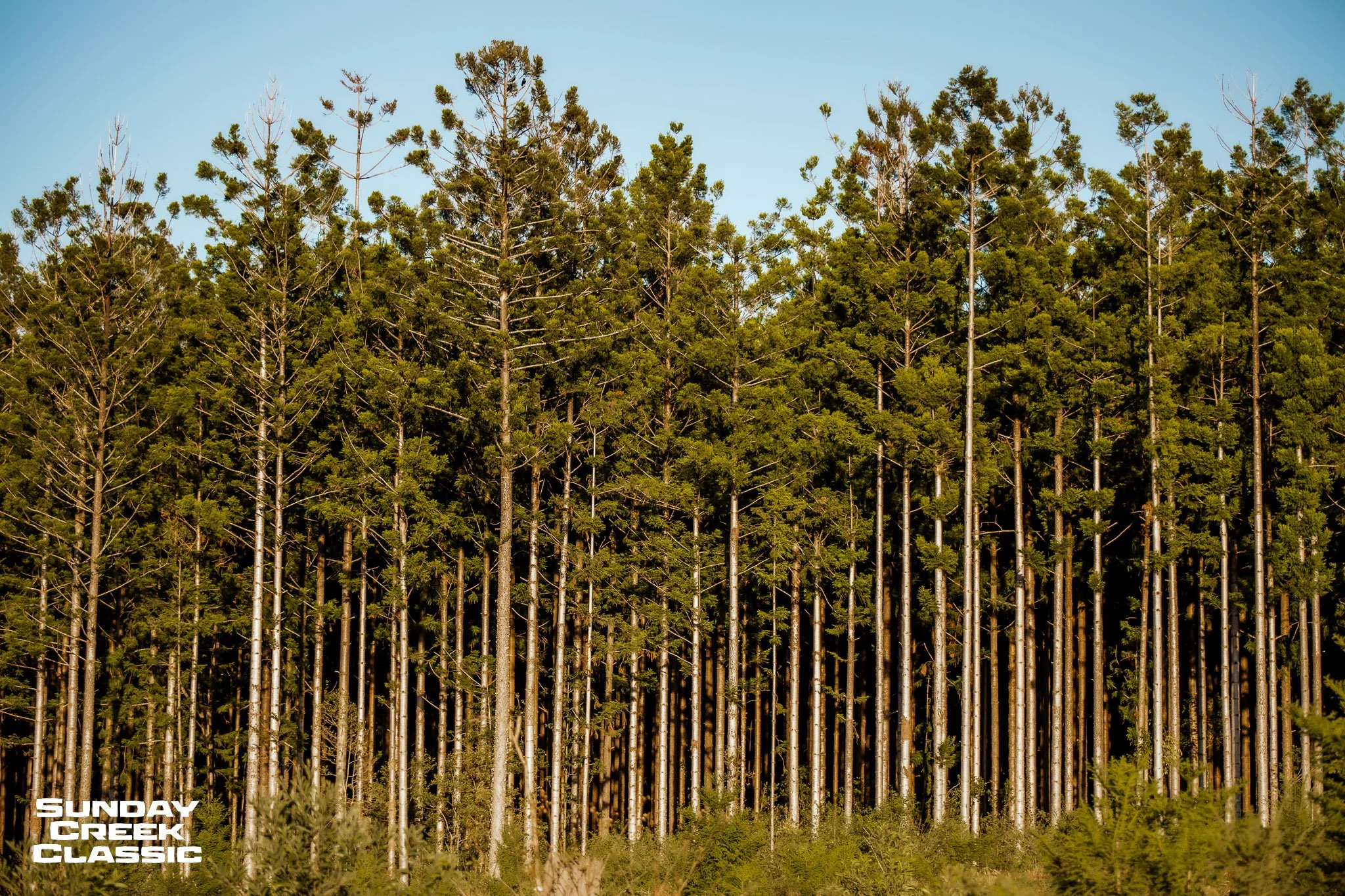 Iconic Qld Forestry around Kenilworth.

Early Bird Entries are open for the Sunday Creek Classic at www.sundaycreekclassic.cc

#insearchofgravel #gravel #gravelbike #sunshinecoasthinterland #sunshinecoast