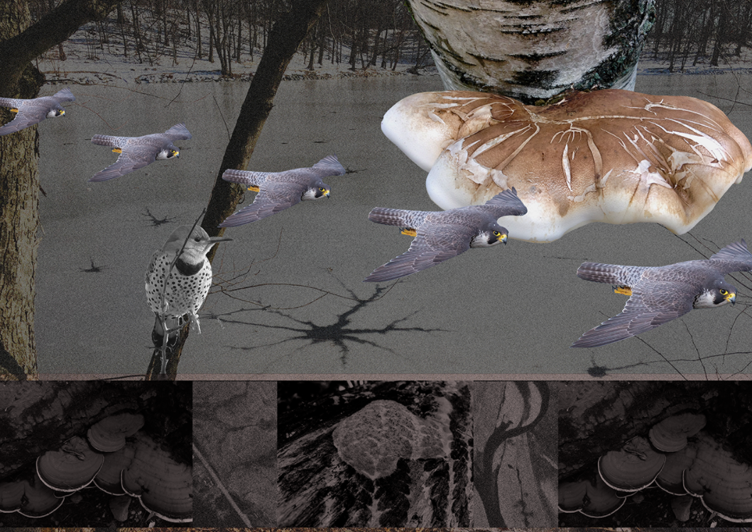 Jo-Anne Green: Pursuing Reality, Possibilities.