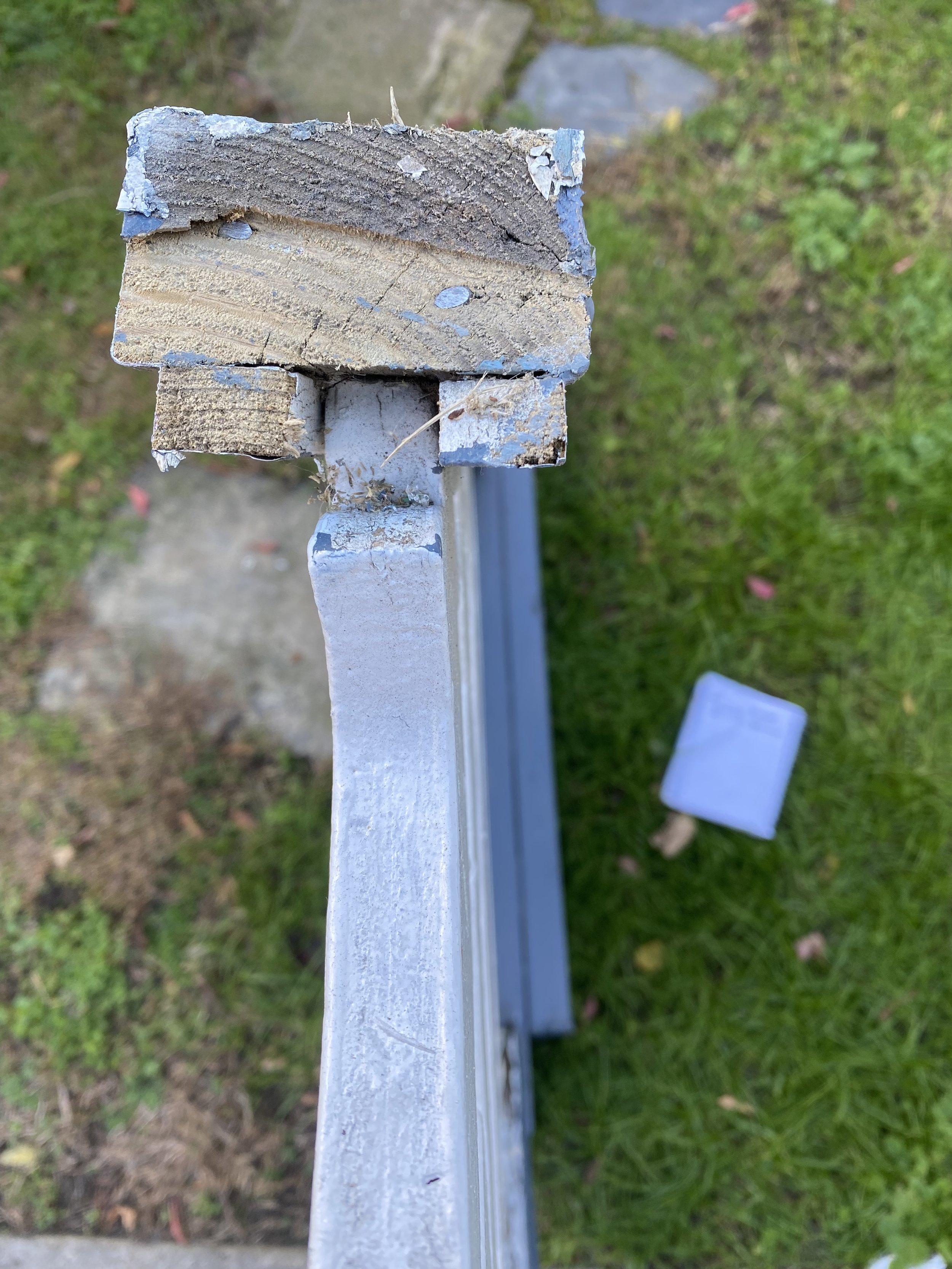 Cross-section of wood