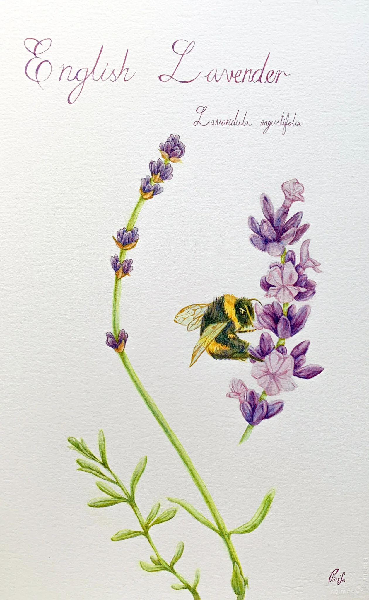 parisafallah_botanicaldrawing_project4_fall2020_2.jpg