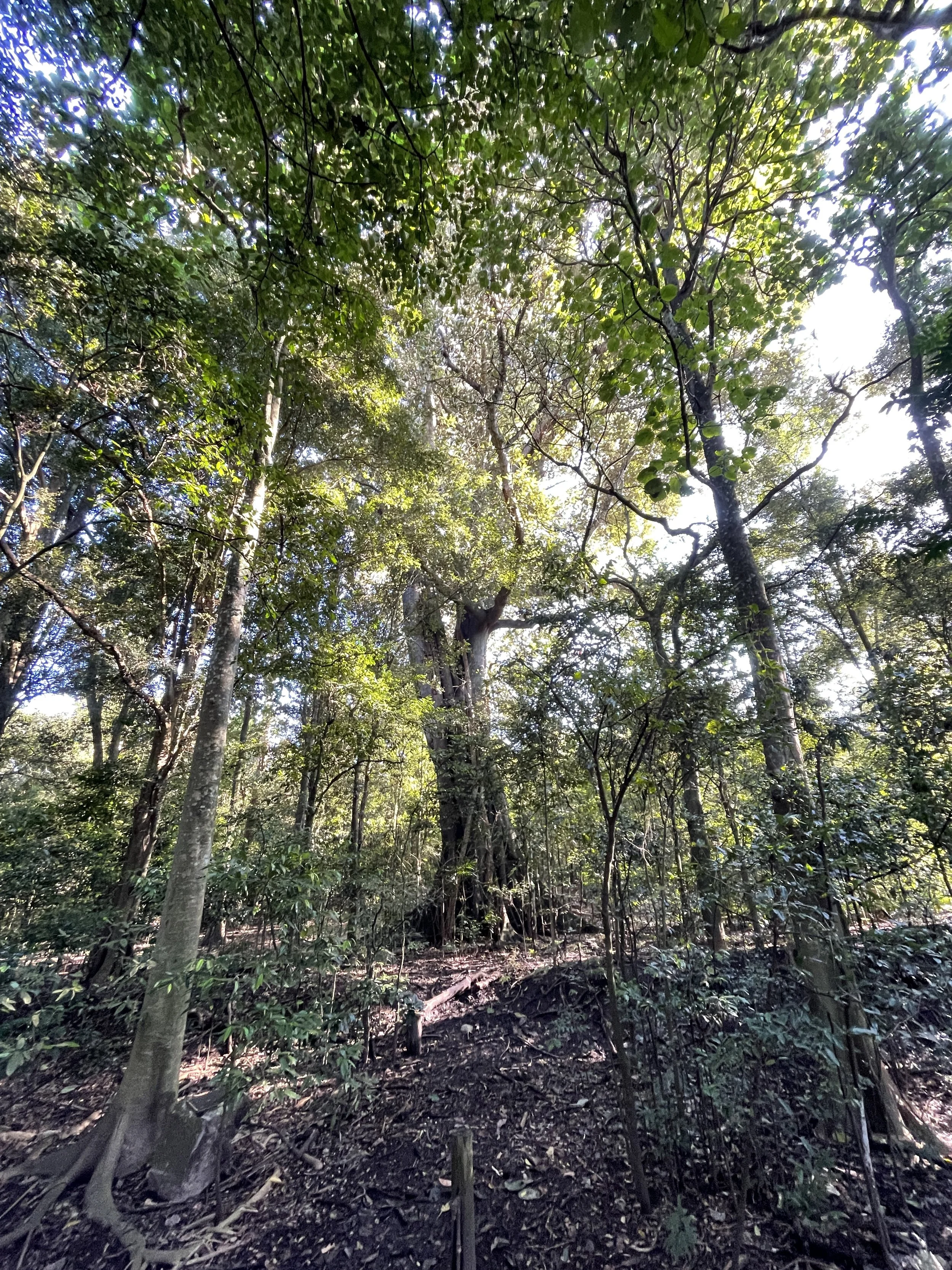 Rainforest trees - looking up into the canopy