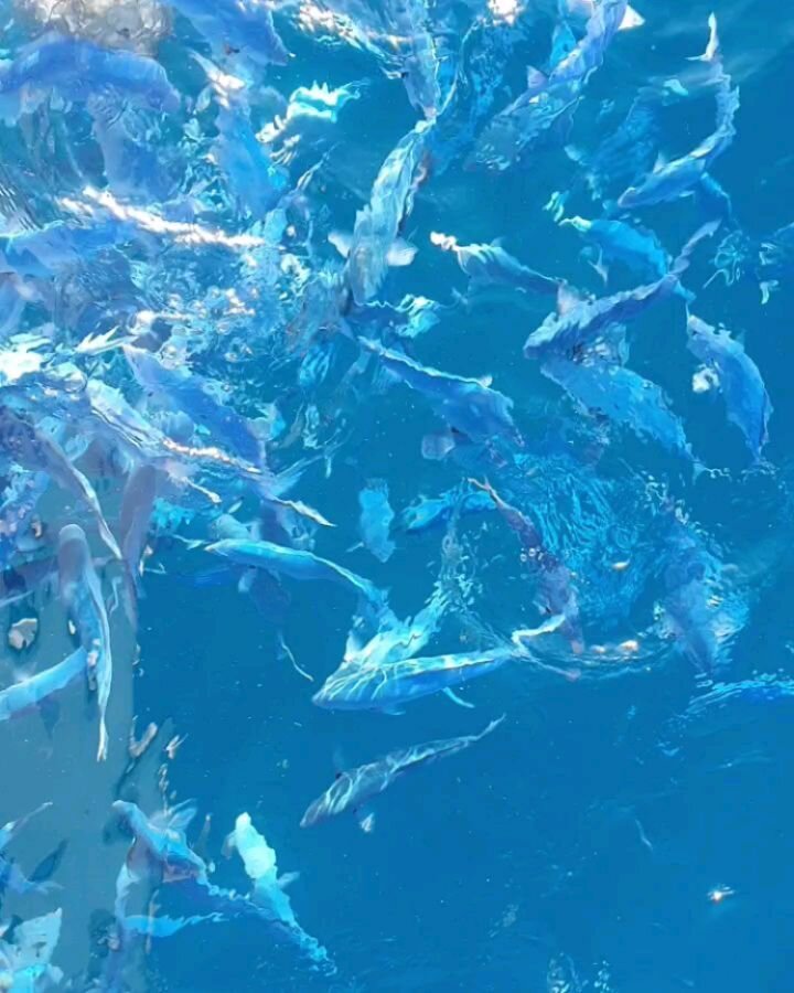Fishing charter up in Waipu Cove over the long weekend. Kiwiana asf. I took loads of footage so watch this space for a full travel video ✌😇