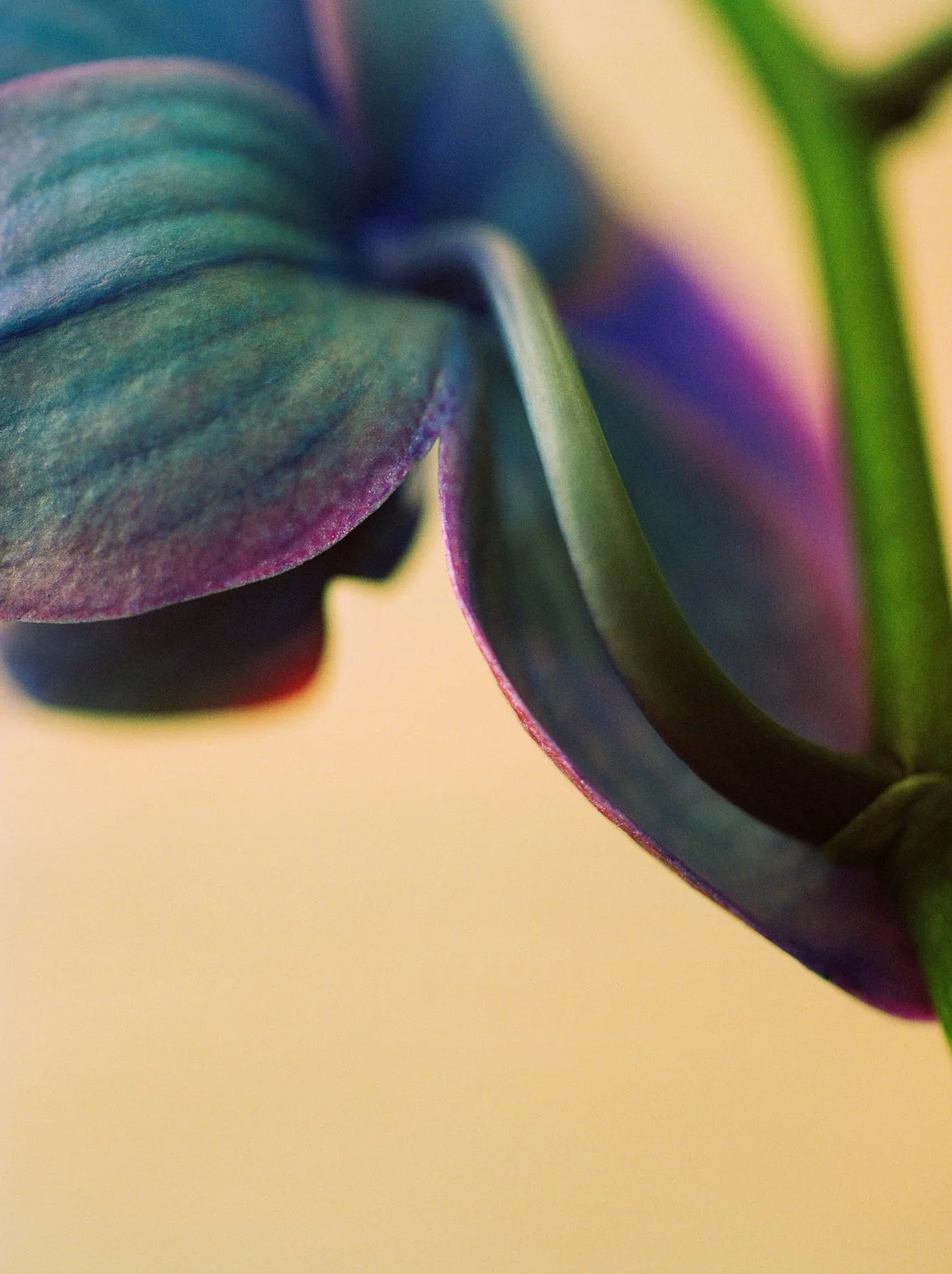 22960014 orchids 101017 hi-res-3.jpg