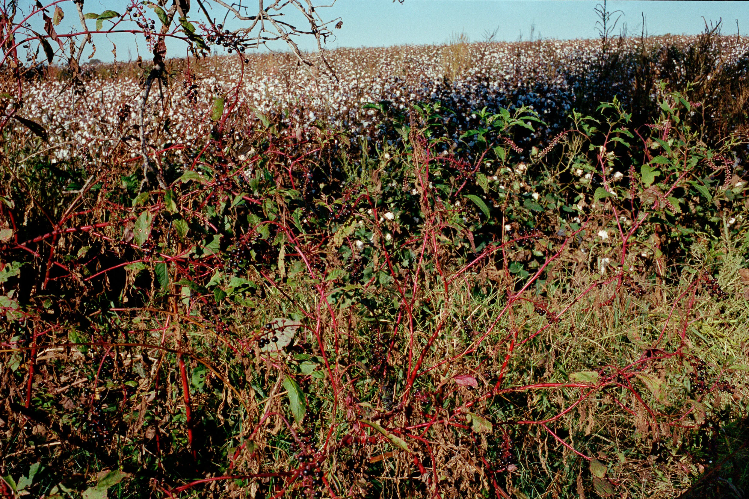 sam-beasley-4.jpg