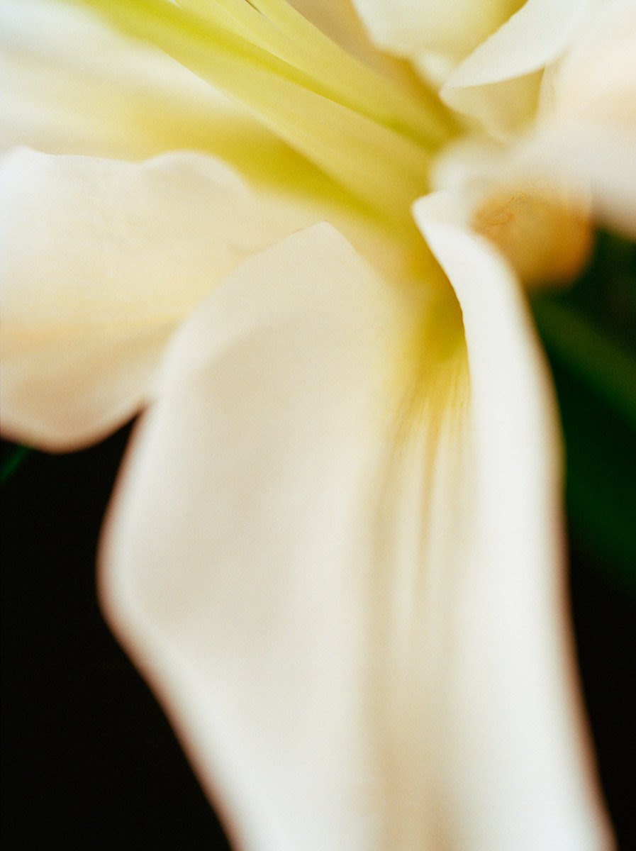 Flowers 2 frame 14.jpg