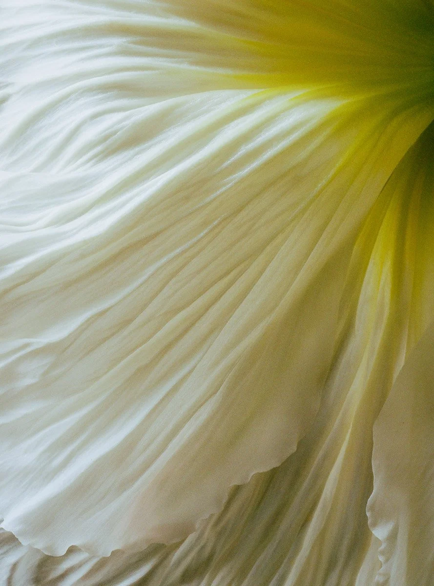 Poppy 020225 frame 12 hi-res-2.jpg