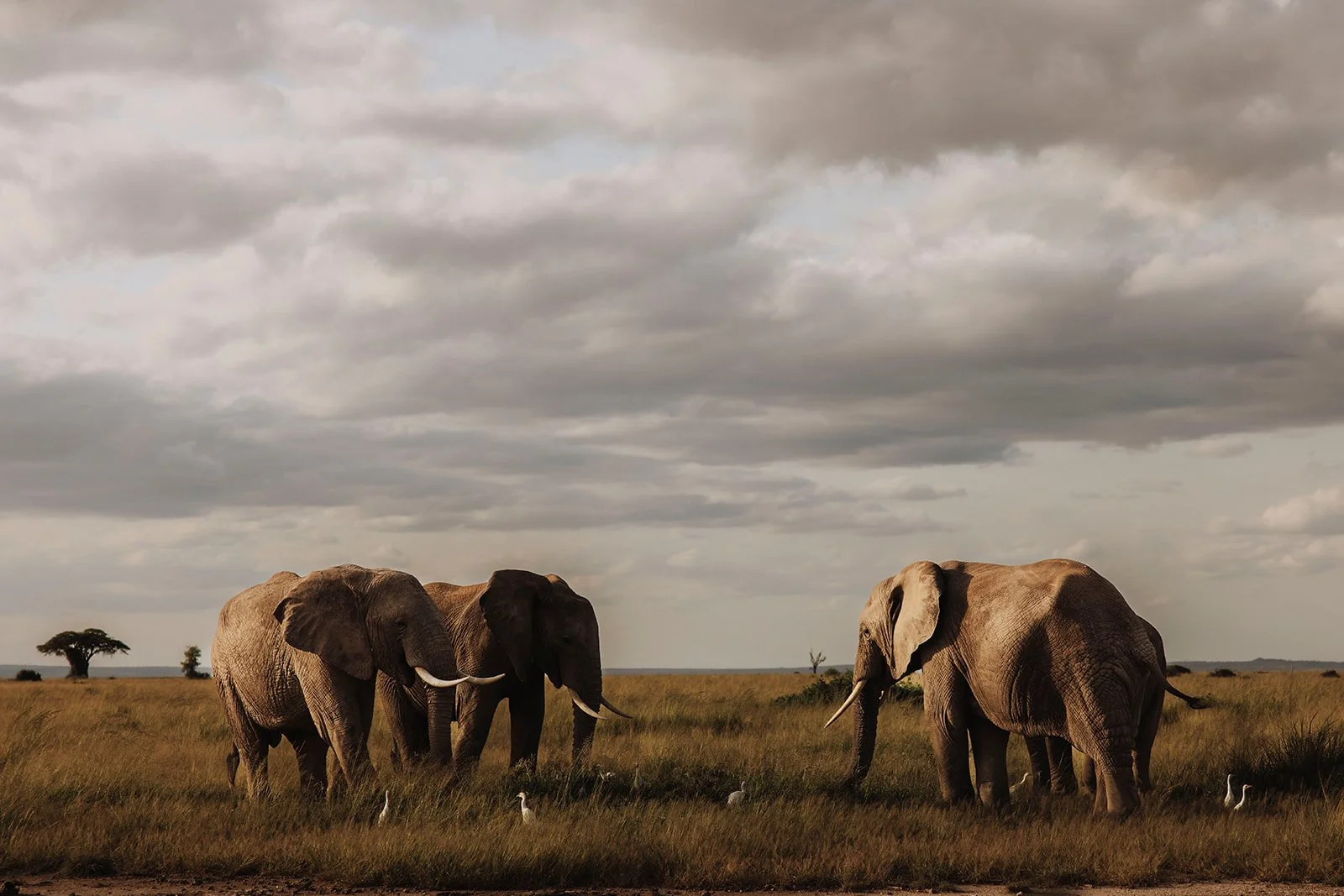 maasimara2-amboseli-elopement-fine-art-pre-wedding-shoot-kenya-etstudios00006.jpg